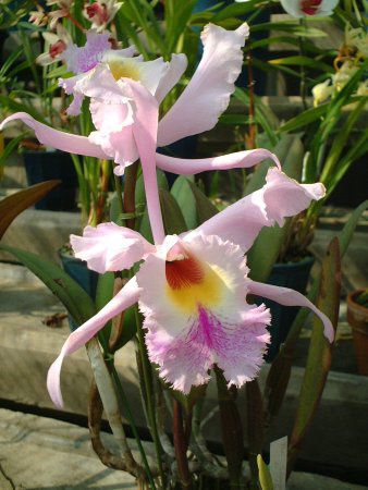 JgA(Cattleya)