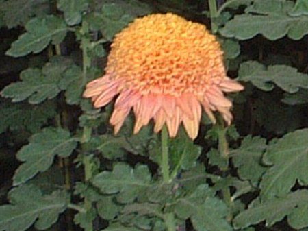 キク大事典 農文協／編　菊　花 キク｜季節の花めぐり｜読みもの｜サカタのタネ 家庭菜園・園芸