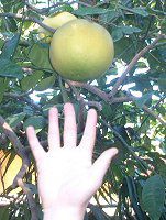 ������ �|���f���[�T