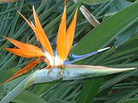 Xg`AEMiGiStrelitzia reginaej