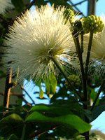 zCgEpE_[ptiWhite Powederpuffj