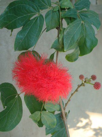 bh pE_[pt(Red Powederpuff)