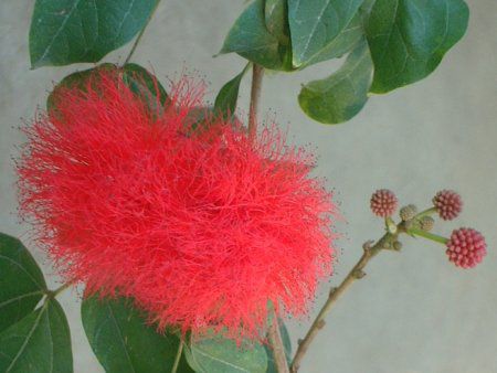 bh pE_[pt(Red Powederpuff)