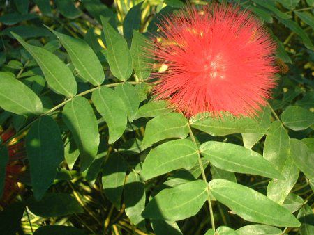 bh pE_[pt(Red Powederpuff)