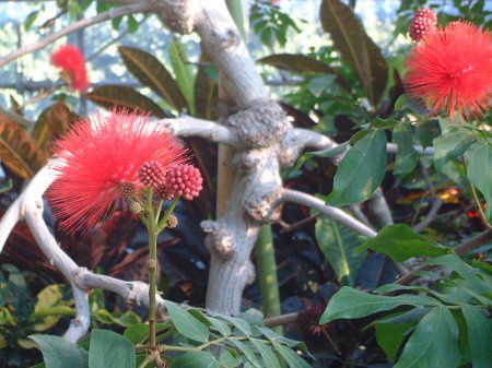 bh pE_[pt(Red Powederpuff)