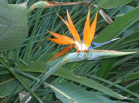 ストレリチア レギナエ Strelitzia Reginae かぎけん