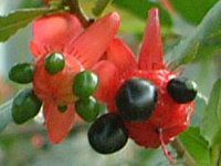 ~bL[}EXmL(Mickymouse Tree)