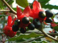 ~bL[}EXmL(Mickymouse Tree)