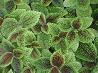 sA '[Eo['(Pilea Moon Valley)