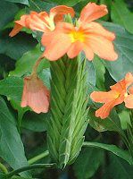 NTh(Crossandra)