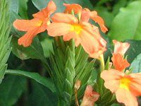 新宿御苑温室の花 1 03年4月28日 かぎけんweb 新宿御苑温室の花 1 03年4月28日 かぎけんweb
