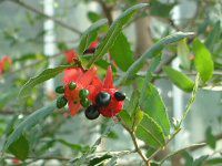 ~bL[}EXmL(Mickymouse Tree)