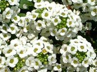 XC[gAbT(Sweet Alyssum)