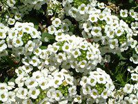 AbT(Alyssum)