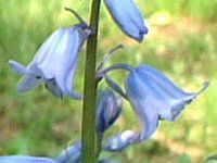 V[EJpj^iScilla hispanicaj