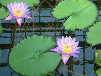 新宿御苑温室の花 1 03年4月28日 かぎけんweb 新宿御苑温室の花 1 03年4月28日 かぎけんweb