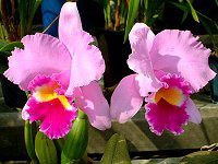 JgA(Cattleya)