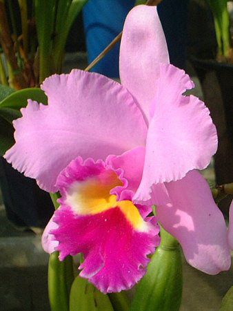 JgA(Cattleya)