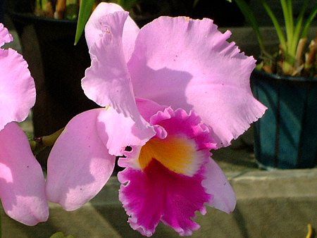 JgA(Cattleya)