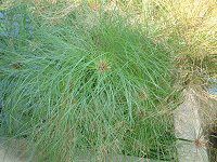 フェツリカ Festuca フェツリカ Festuca