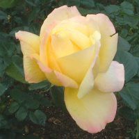 薔薇シリーズ 01年秋 新宿御苑 かぎけんweb 薔薇シリーズ 01年秋 新宿御苑 かぎけんweb