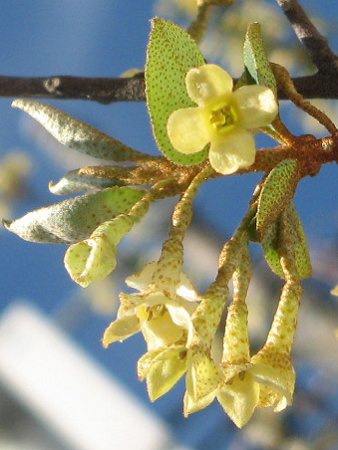 グミ 茱萸 かぎけんweb