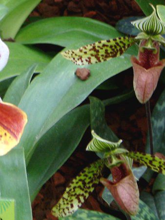 ptBIyfB(Paphiopedilum)