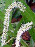 fhL(Dendrochilum)