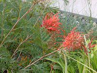 xOBA 'rES[h(Grevillea Robyn Gordon)