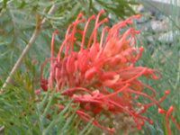 OBA(Grevillea)