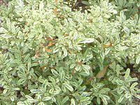 sJTEXp[N[iPyracantha 'Sparkler'j