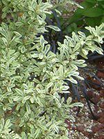 sJTEXp[N[iPyracantha 'Sparkler'j