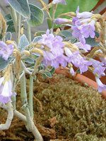 XgrfXESbVskX(Strobilanthes gossypinus)