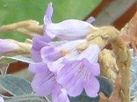 XgrfXESbVskX(Strobilanthes gossypinus)
