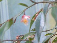 カメリア 'エリナ・カスケード'(Camellia'Elina Cascade')