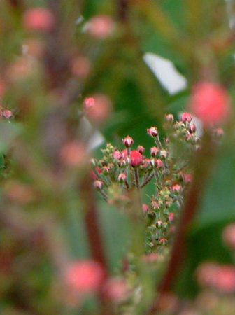 カルミア オスボレッド Kalmia Osbo Red かぎけんweb