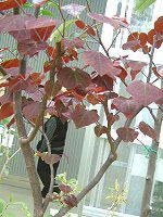 AJniYIE(AmericaԑhF)