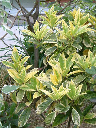 �A�I�L'�T���t���A�}���M�i�[�^'