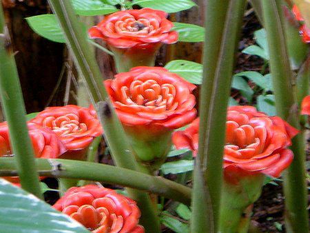 GgQ(Etlingera venusta)