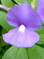 uWAEXibvhSiBrazilian-snapdragonj