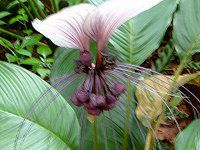 zCgEobgEt[(White Bat Flower)