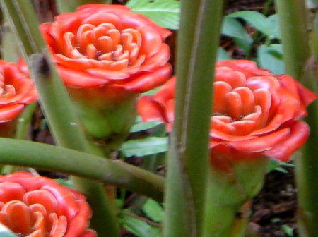 GgQ(Etlingera venusta)