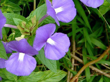 ブラジリアン スナップドラゴン Brazilian Snapdragon かぎけんweb