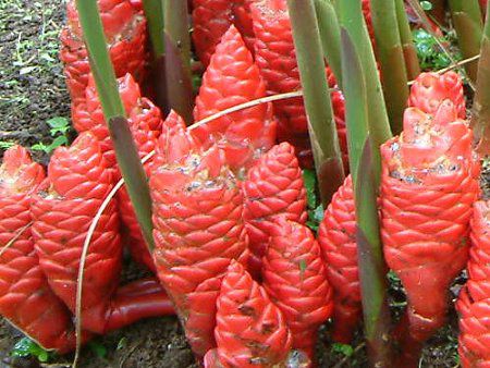 Zingiber Newmanii