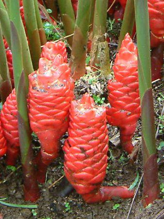 Zingiber Newmanii