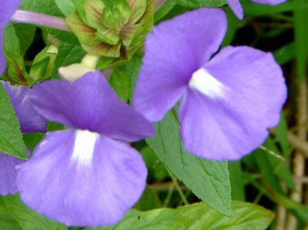 ブラジリアン スナップドラゴン Brazilian Snapdragon かぎけんweb