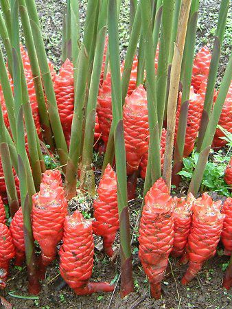 Zingiber Newmanii