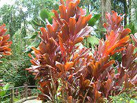 R[fBlEe~iX(Cordyline Terminalis)