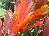 R[fBlEe~iX(Cordyline Terminalis)