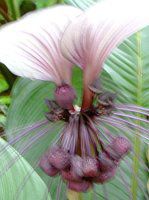 zCgEobgEt[(White Bat Flower)